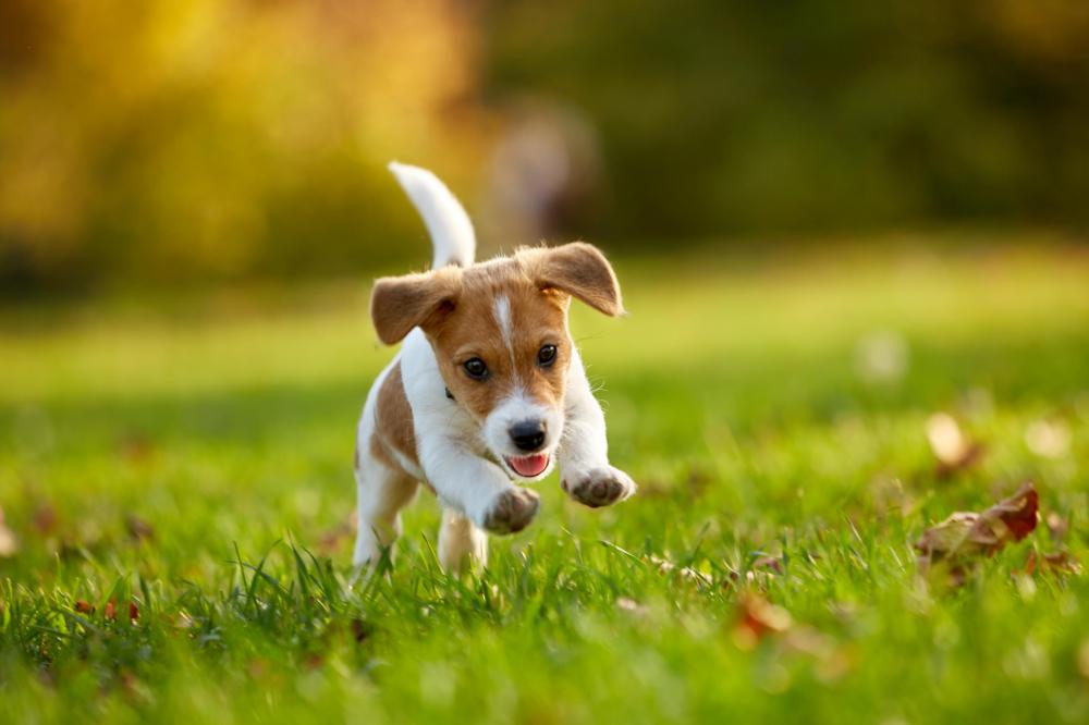 DNA Testing for Puppies: Breed-Specific Risks